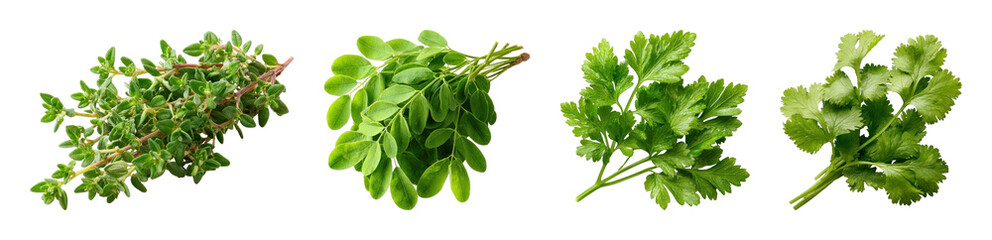 Fototapeta premium PNG Fresh aromatic herbs: thyme, moringa, parsley, cilantro, transparent background