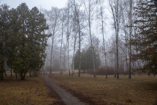 Birch trees and narrow path in misty autumn park