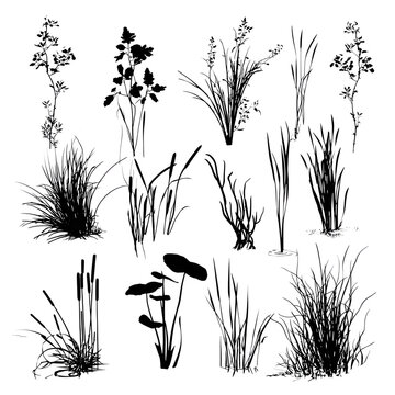 Detailed black grass and aquatic plants silhouettes collection isolated on transparent background