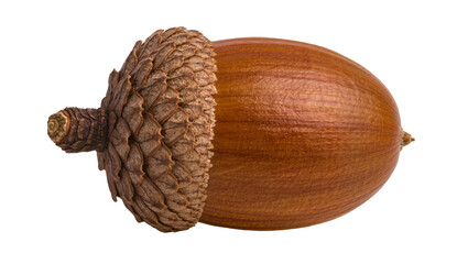 Naklejka premium Brown textured acorn with cap, isolated on transparent background