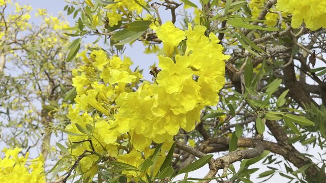 Beautiful yellow tabebuia flowers swaying gently in the wind
