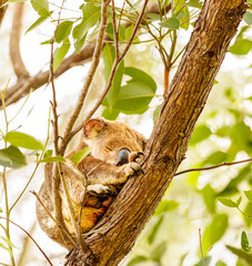 koala in asleep in tree © Liz