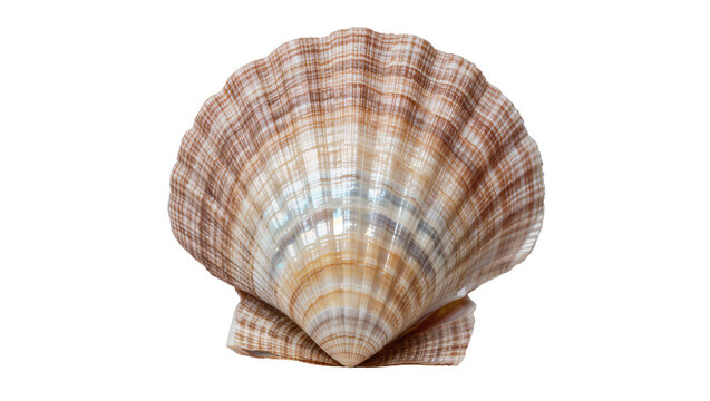 Natural brown and white striped scallop seashell, isolated on transparent background