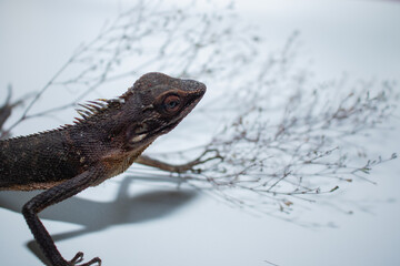 Chameleon Among Green Leaves in a Tropical Environment © Raden