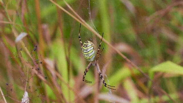 Wasp Spider on a Web