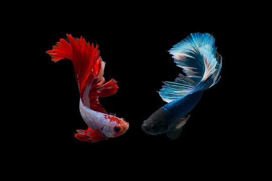 Red and blue fighting fish on black background.