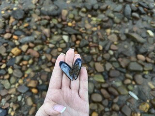 Close-up shot of an open mussel shell forming a heart shape filled with sand in female palm against blurry pebble beach. © Карiна Дiденко
