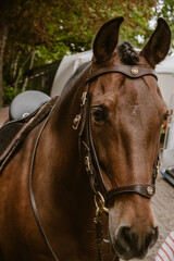 Vertical image of the head of a brown horse with braided mane and a brown leather bridle with gold accents outdoor at daytime with natural light. © Sanne
