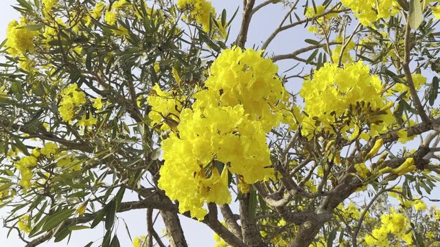 Close up blooming yellow tabebuia flowers on tree