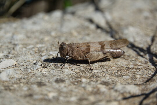 the band winged grasshopper