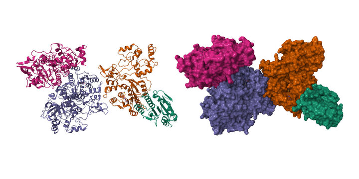 Cryo-EM structure of human DNA methyltransferase DNMT3A homo-tetramer. 3D cartoon and molecular surface models, chain id color scheme, pdb 11oh