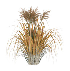 Fototapeta premium PNG Dried ornamental grass tuft isolated on transparent background