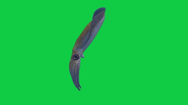 squid green screen