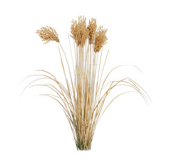 Fototapeta premium PNG Dried wheat stalks isolated on transparent background