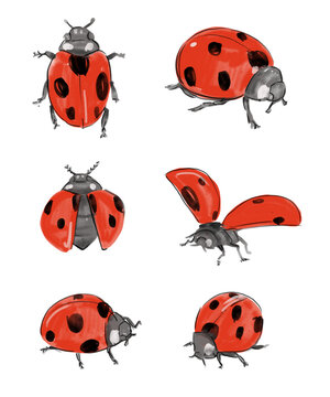 Ladybug, set of hand drawn watercolor illustrations