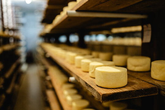 Rows of artisan cheese wheels maturing on rustic wooden shelves inside a traditional dairy cellar, showing a delicious food production process