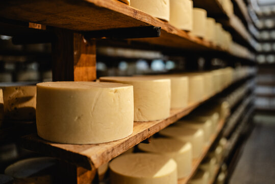 Artisan cheese wheels maturing on wooden shelves in a dimly lit cellar, showcasing traditional food production and aging process