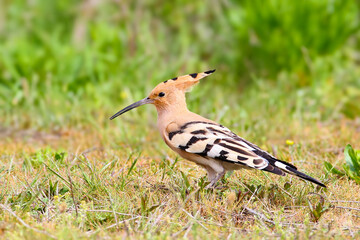 Eurasian Hoopoe (Upupa epops) standing on ground with short grass. © VOLODYMYR KUCHERENKO