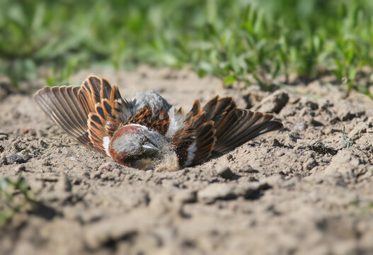 House Sparrow (Passer domesticus) male taking a dust bath on dry soil.