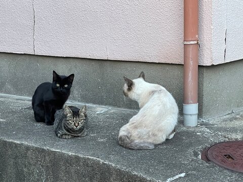 A street corner where a black cat, a brown tabby, and a white cat gather.
