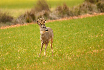 corzo en campos de cultivo © Juan Pablo Fuentes S