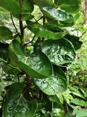 Lush green Polyscias scutellaria leaves with glossy saucer-shaped foliage growing in a tropical outdoor garden. Ideal botanical texture and natural background for nature and plant design.  © LUNEORA ECLIPSE
