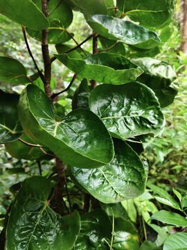 Lush green Polyscias scutellaria leaves with glossy saucer-shaped foliage growing in a tropical outdoor garden. Ideal botanical texture and natural background for nature and plant design.
