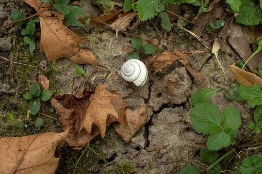 Top view of a snail shell on the ground