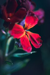 Blüte © Stephanie