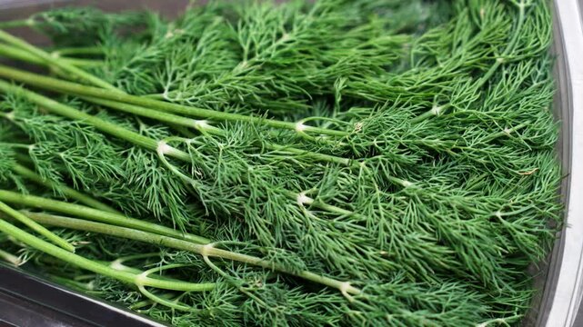 Cluster of fresh green dill weed arranged inside a clear plastic packaging container on wooden table. Anethum graveolens. Rotation