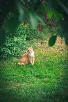 Katze