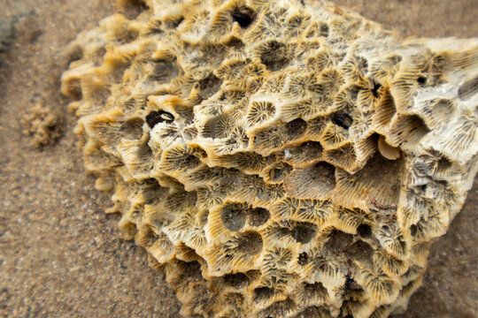 Close up shot showing detailed deep ridges and septa of bleached coral fossil on wet sand.