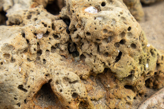 Close up shot of porous eroded coastal rock with natural bored holes resting on beach sand.