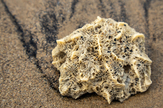 Close up shot of weathered star coral skeleton fragment resting on wet dark sand beach.