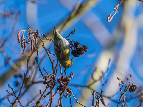 Eurasian Siskin bird feeding on alder tree catkins against a blue sky