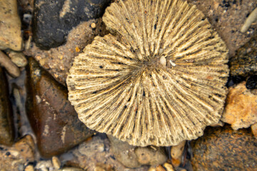 Top view close up of circular mushroom coral fossil lying among pebbles on wet beach shoreline. © Jumain