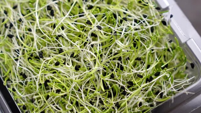 Fresh bio onion sprouts with fine green shoots and black seed coats in a clear plastic container