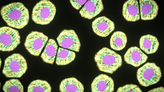 Fluorescence microscopy cells seamless loop violet nuclei yellow green stained tissue culture dividing cells glow on black for biology research medical education lab promos and pharma ads