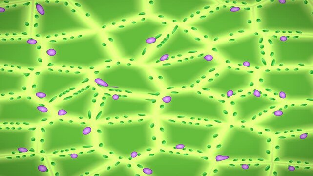 Plant cells chloroplasts seamless loop photosynthesis botany microscope leaf tissue green cell walls with glowing chloroplasts flowing inside for biology lessons ecology themes and science intros