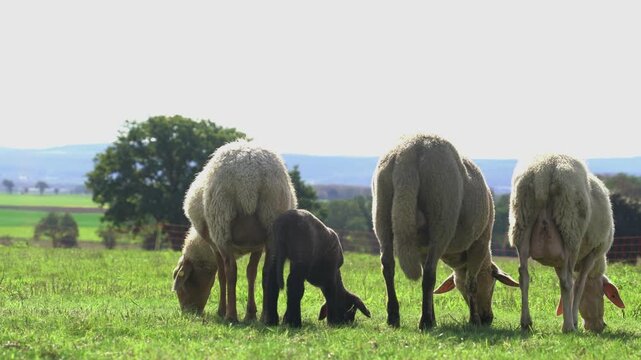 Sheep Grazing Peacefully in Green Pasture With Lambs in Rural Countryside Landscape