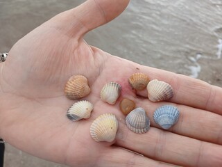 hand holding seashells © Pablox45