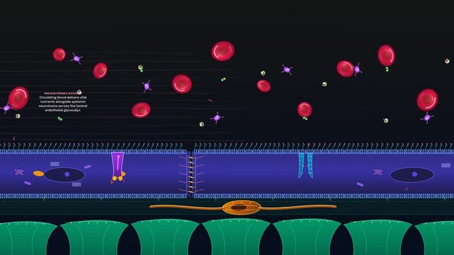 Blood brain barrier anatomy animation showing molecular transport, tight junctions, claudin, occludin, astrocytes, pericytes, erythrocytes, and efflux pump mechanisms