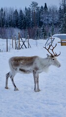 reindeer in the snow © Sara