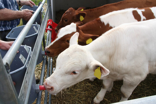 Cow babies are given milch by farmer