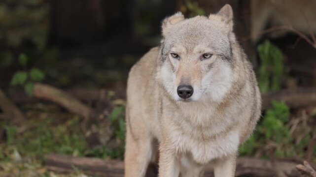 A gray wolf stands alert in its natural habitat, scanning its surroundings with piercing eyes before walking away in a detailed full body shot.