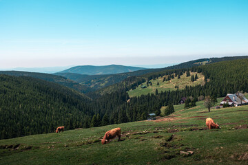 Cows grazing on green mountain pastures near Klinove Boudy in the Giant Mountains © Jan