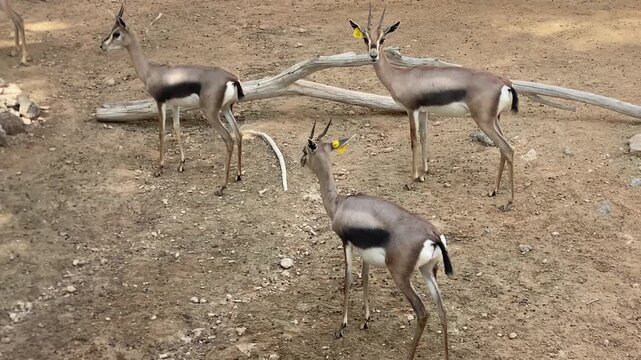 Three Speke's Gazelles resting beside dry logs in a desert-themed enclosure at Al Ain Zoo.