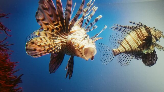 水族館の青い水槽でヒレを広げて泳ぐミノカサゴ クローズアップ
