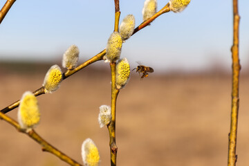 Honey bee, Apis mellifera, in mid-air flight approaching blooming yellow fluffy willow catkin, Salix caprea, collecting pollen during early spring foraging © prambuwesas