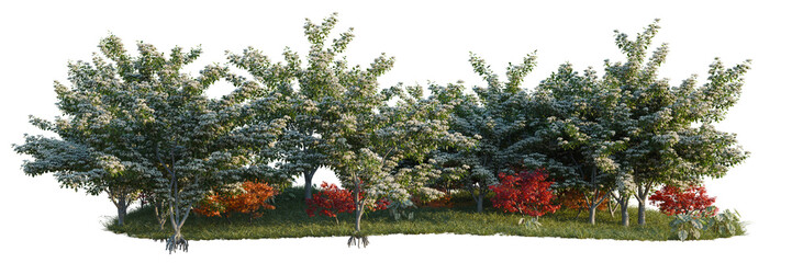 Acer palmatum, Bothrocaryum controversum and Caladium b tree line, Forest Edge, Backdrop cutout, isolate transparent background © DH Tree Stock